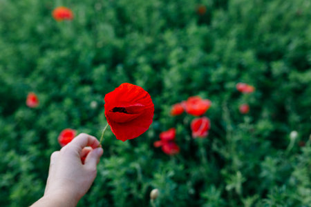 hand holding a poppy flower against green grassの写真素材