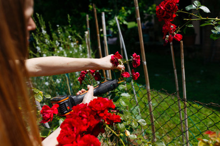 close-up view of woman cutting the red rose bush in the garden