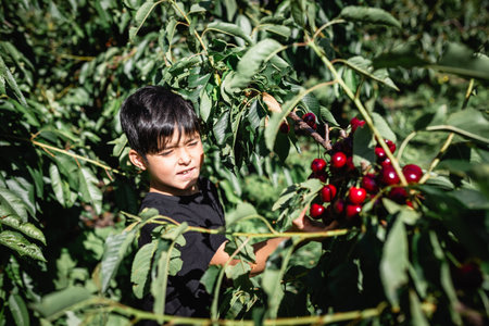 upper view of child picking up cherries from the treeの写真素材