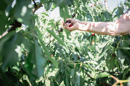 senior woman hand picking cherries from the treeの写真素材
