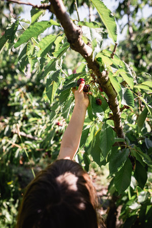 rear view of small child hand picking up cherries from the tree in the orchard