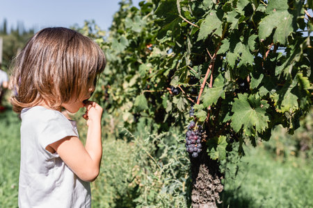 small child collecting and eating the grape on the farmの写真素材