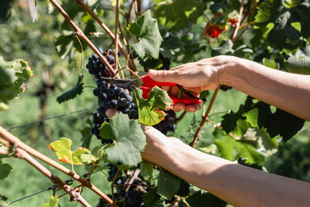 close-up view of woman hands collecting bunch of grapes from the vineの写真素材
