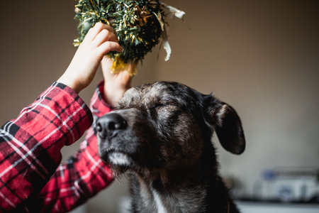 child arms putting christmas decoration on the dog head sitting with closed eyesの写真素材