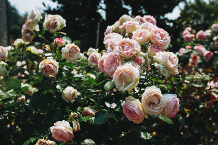 blooming roses bush in the gardenの写真素材
