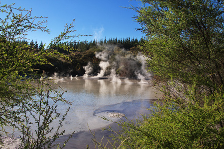 Country of geysers in, Rotorua, New Zealand