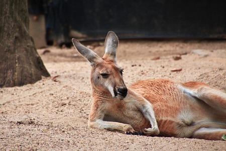 Wild animals at the Taronga zoo in Sydney, Australiaの写真素材