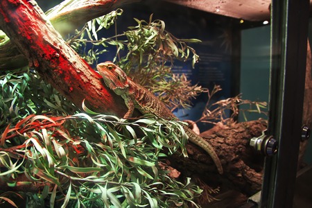 Wild animals at the Taronga zoo in Sydney, Australiaの写真素材