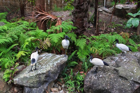 Wild animals at the Taronga zoo in Sydney, Australiaの写真素材