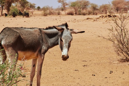 Donkey in the Sahara desertの写真素材
