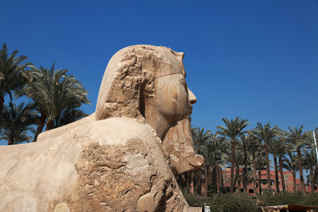 Sphinx in Memphis, Egyptの写真素材