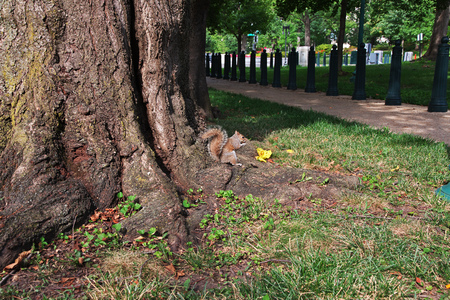 Squirrel in Washington, United Statesの写真素材