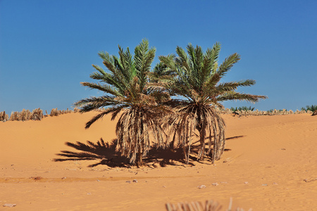 Timimun abandoned city in Sahara desert, Algeriaの写真素材