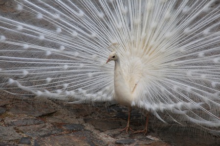 Peacock in Sant Naum monastery of Macedonia, Balkansの写真素材