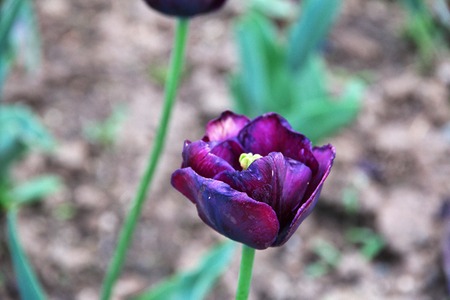 Zagreb city is the capital of Croatia, Balkansの写真素材