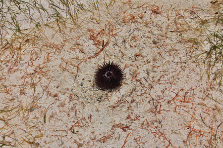 Sea urchin at low tide on Zanzibar, Indian oceanの写真素材