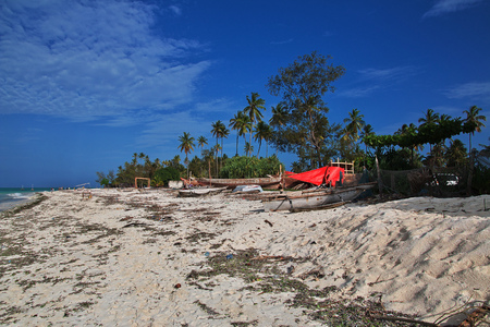 Palms on Nungwi beach of Zanzibar, Tanzaniaの写真素材
