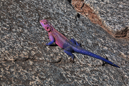 Lizard on safari in Kenia and Tanzania, Africaの写真素材