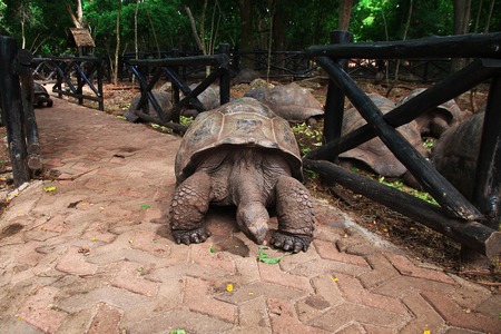 Turtle on Prison Island of Zanzibar, Tanzaniaの写真素材