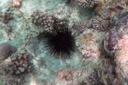 Corals underwater during snorkeling on Zanzibar, Tanzaniaの写真素材