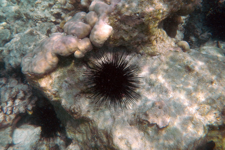Corals underwater during snorkeling on Zanzibar, Tanzaniaの写真素材