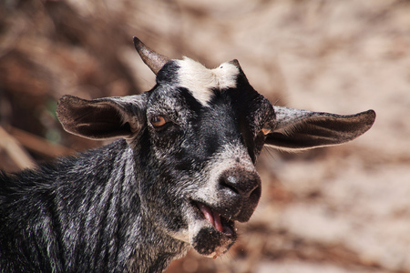 Wild goat on Nungwi beach, Zanzibar, Tanzaniaの写真素材