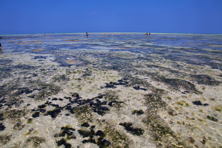 Sea urchin at low tide on Zanzibar, Indian oceanの写真素材