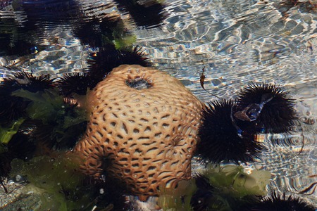 Sea urchin at low tide on Zanzibar, Indian oceanの写真素材
