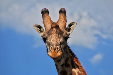 Giraffe on safari in Kenia and Tanzania, Africaの写真素材