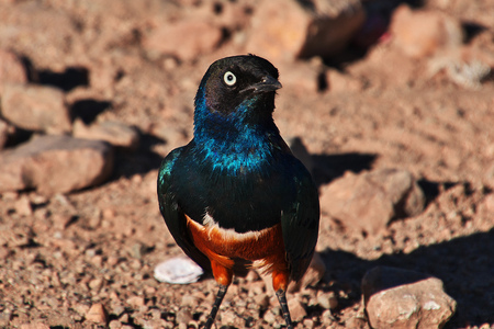 A bird on Safari in Kenia and Tanzania, Africaの写真素材