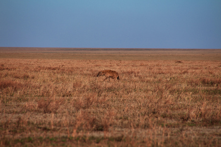 Hyena on safari in Kenia and Tanzania, Africaの写真素材