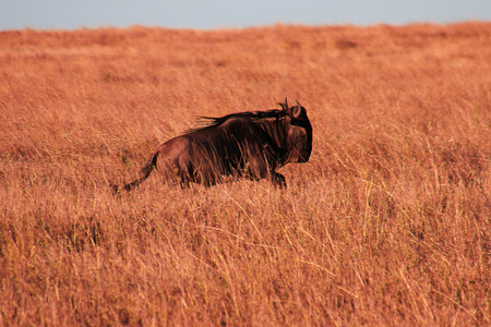 Wildebeest on safari in Kenia and Tanzania, Africaの写真素材