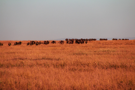 Wildebeest on safari in Kenia and Tanzania, Africaの写真素材