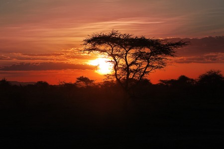 The Sunset on savanna, Africa. The sun in the branches of an acacia.の写真素材
