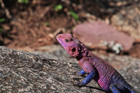 Lizard on safari in Kenia and Tanzania, Africa