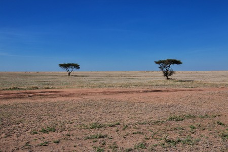 Safari in Kenia and Tanzania, Africaの写真素材