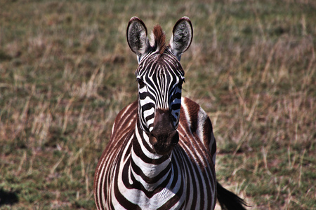 Zebra on safari in Kenia and Tanzania, Africaの写真素材