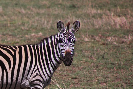 Zebra on safari in Kenia and Tanzania, Africa