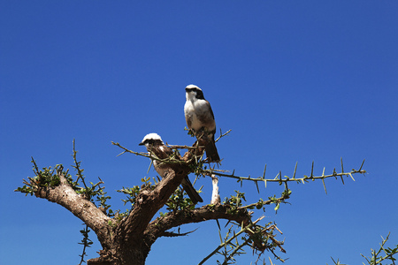 Bird on safari in Kenia and Tanzania, Africaの写真素材