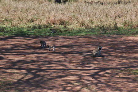 Baboon on safari in Kenia and Tanzania, Africaの写真素材