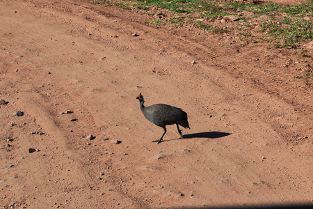 Bird on safari in Kenia and Tanzania, Africaの写真素材