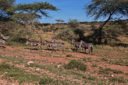 Zebra on safari in Kenia and Tanzania, Africaの写真素材