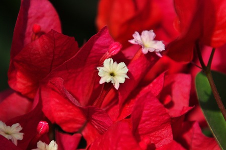 Flowers on the lodge, Tanzaniaの写真素材