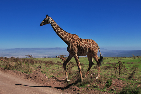 Giraffe on safari in Kenia and Tanzania, Africaの写真素材