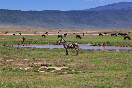 Zebra on safari in Kenia and Tanzania, Africaの写真素材