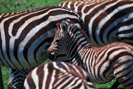 Zebra on safari in Kenia and Tanzania, Africaの写真素材