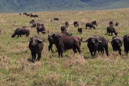 Buffalo on safari in Kenia and Tanzania, Africaの写真素材