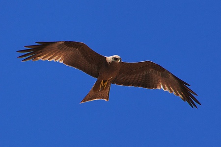 Eagle on safari in Kenia and Tanzania, Africaの写真素材