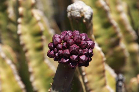 Cactus in savanna of Africaの写真素材
