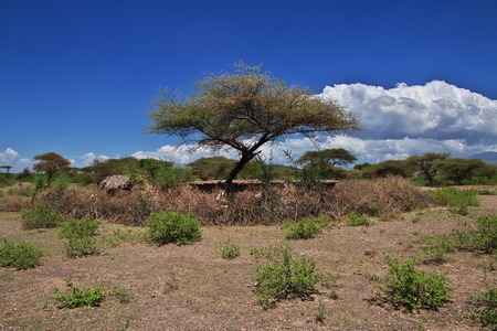 House in village of Bushmen, Africaの写真素材
